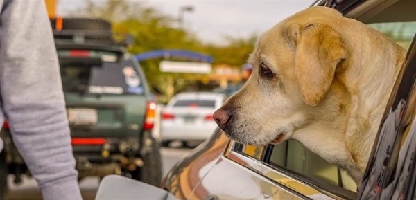 La Real Sociedad Canina de España propone espacios seguros en áreas de servicios para quienes viajan con mascotas