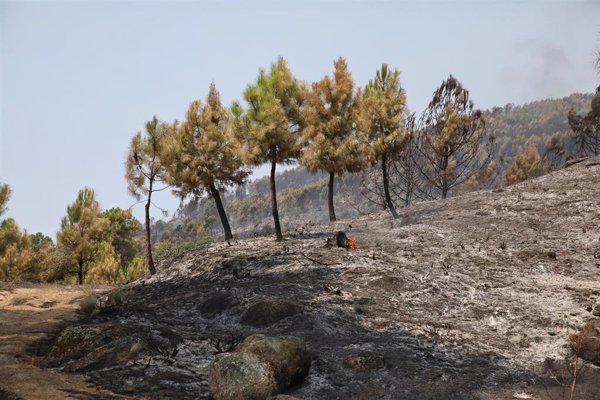 El incendio de Cuevas del Valle (Ávila) sigue sin reproducciones tras una noche 