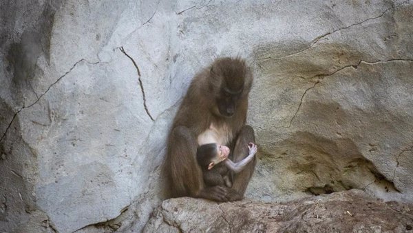 Visitantes de Bioparc Valencia viven el parto en directo de un dril, un primate en grave peligro de extinción