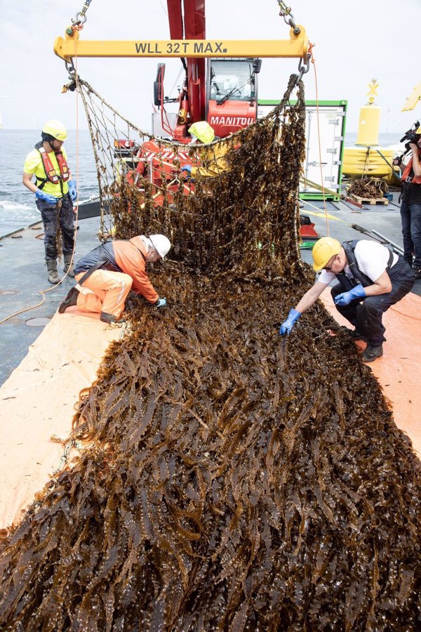 Amazon logra la primera cosecha de la granja de algas en el Mar del Norte, impulsada con su fondo Right Now Climate Fund