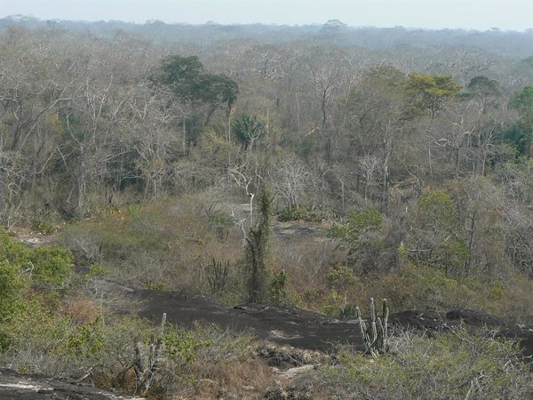Las sequías han afectado de forma limitada al crecimiento de árboles tropicales en el último siglo, según un estudio