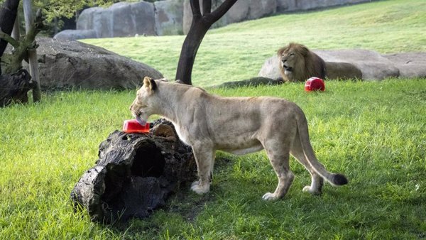Helados y lluvia artificial para refrescar a los animales de Bioparc Valencia ante la alerta por altas temperaturas