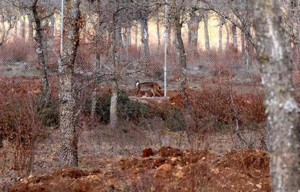 Fallece atropellado uno de los ocho ejemplares de lince ibérico liberadas en el Cerrato palentino