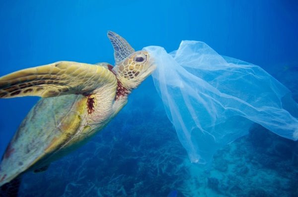 WWF pide votar un nuevo texto del Tratado sobre Plásticos o un acuerdo fuera de la ONU para evitar bloqueos