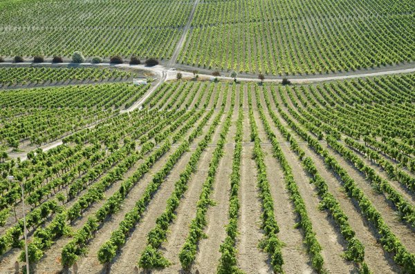 La vendimia en el Marco de Jerez se prepara para su inicio con una previsión del 30% menos en su producción