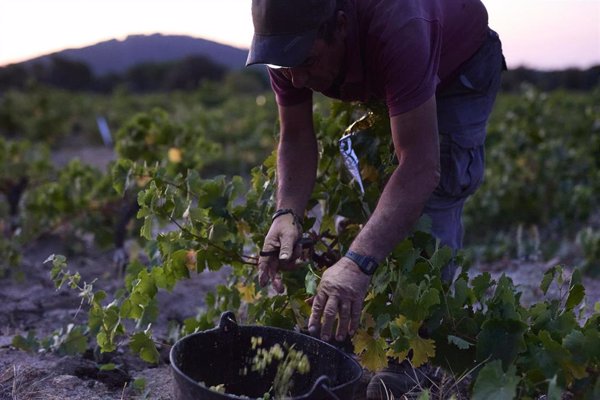 Madrid desarrolla nuevas variedades de vid que permitan hacer frente a las pérdidas de cultivo en los viñedos