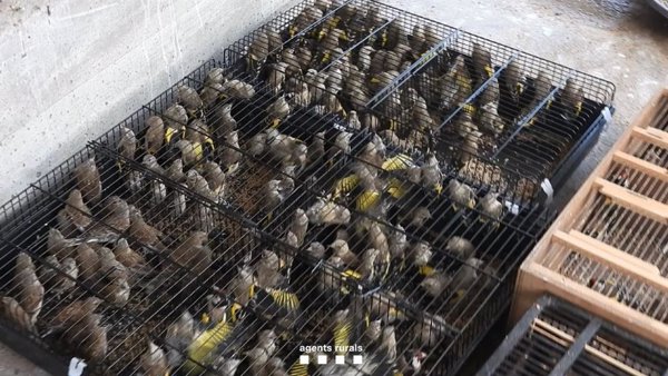 Decomisan 922 pájaros víctimas de caza furtiva en un punto de distribución y venta de Barcelona