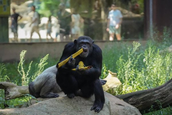 El Zoo de Barcelona proporciona helados a los animales para ayudarles a soportar el calor