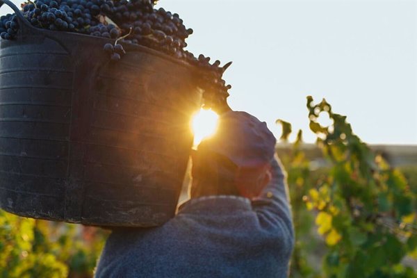Rioja afronta la vendimia con falta de temporeros para realizar las labores en el campo