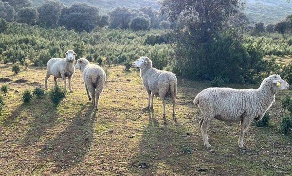 APAG Extremadura Asaja advierte de la 