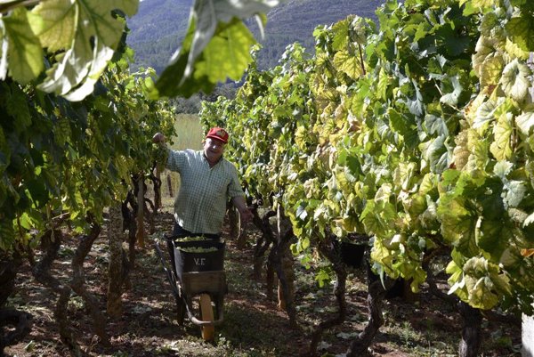 Agricultura convoca ayudas por 4,3 millones para las organizaciones agrarias más representativas