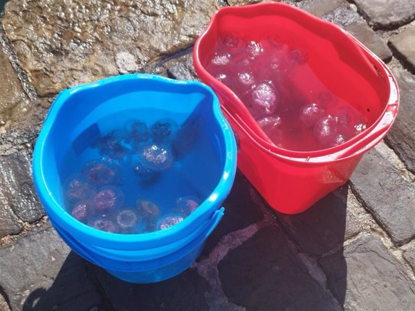 Las medusas han llegado este año antes de lo esperado al Mediterráneo y más tarde al Atlántico, según experto del CSIC