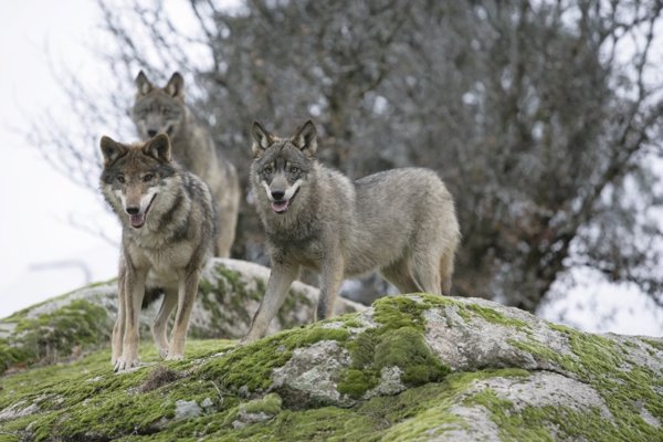 Cantabria ha realizado 21 extracciones de lobos del cupo de 41