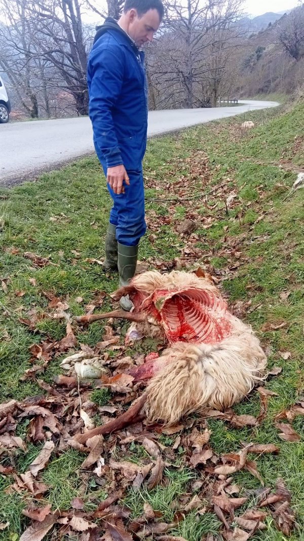 El lobo mata a una veintena de reses de un ganadero de Campoo de Suso (Cantabria) en cinco meses