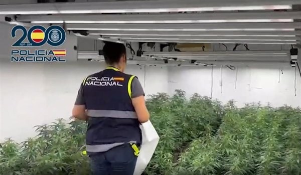 Detenidas 14 personas de una organización criminal que enviaba marihuana a Irlanda en sacos de pienso