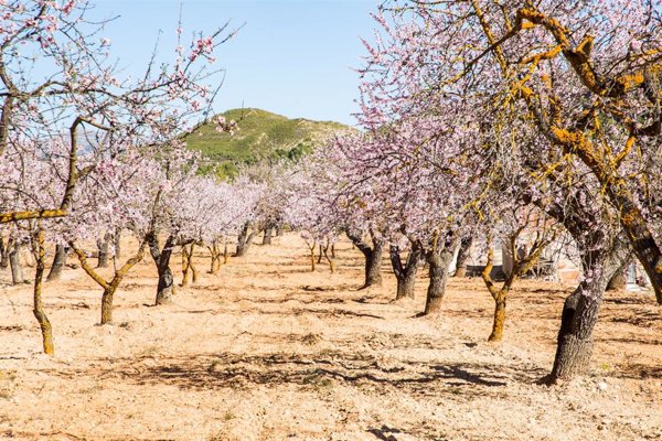 El Gobierno eleva a 19 millones el pago de las ayudas a productores de frutos de cáscara afectados por sequía