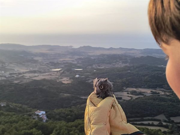 Liberan a 13 crías de autillo en la montaña de El Toro, en Menorca