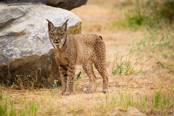 WWF avisa que si desaparece Programa Life se perdería la principal herramienta de conservación de especies como el lince