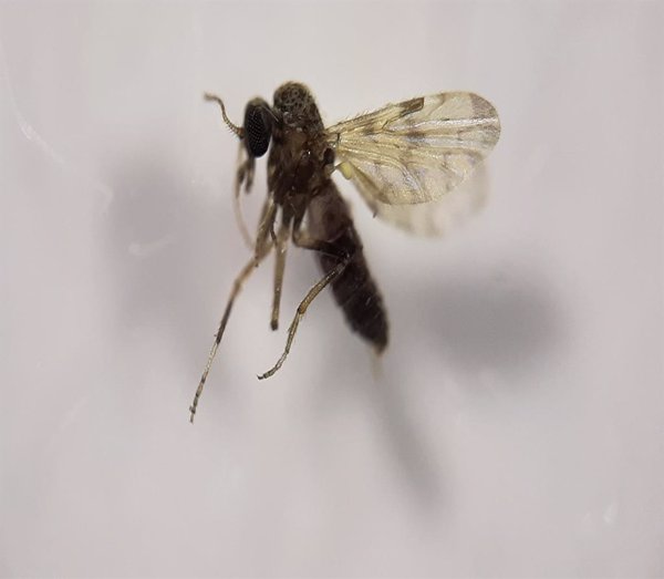 Un equipo científico publica un estudio sobre el papel de los Culicoides en la tramisión de parásitos a aves silvestres