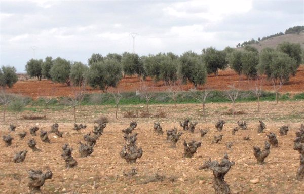 UPA defiende la figura del seguro agrario como 