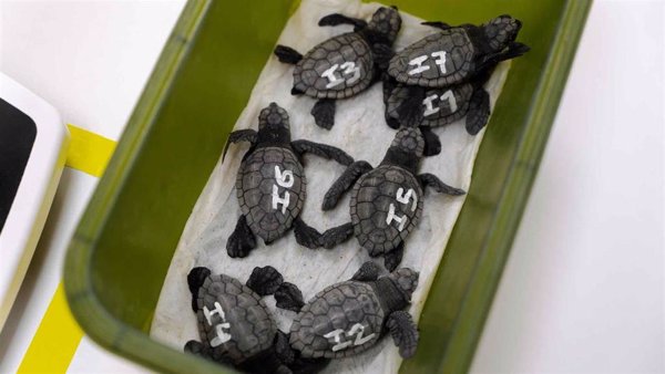 Nacen 30 ejemplares de tortuga boba en la playa de Levante de Benidorm (Alicante)