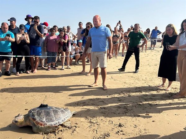 Liberadas tres tortugas marinas en la playa de Cortadura de Cádiz