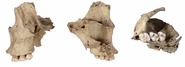 Descubren prácticas de canibalismo entre grupos rivales datados hace más de 5.700 años en Atapuerca (Burgos)