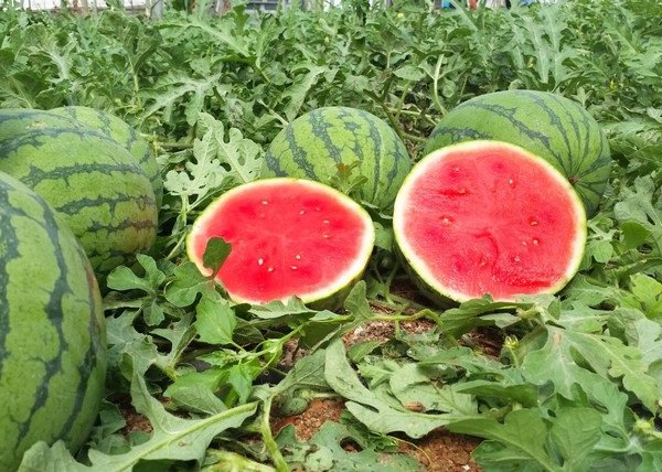 Asaja advierte que los precios del melón y la sandía no cubren los costes de producción esta temporada