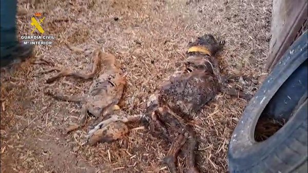 La Guardia Civil halla 32 perros muertos por inanición en una finca de Azuaga (Badajoz)