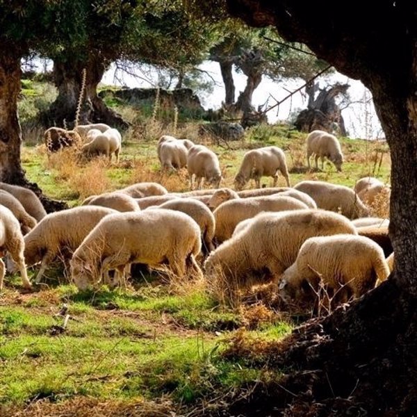 Andalucía anima a los ganaderos a vacunar contra la lengua azul y subvencionará el 50% de los gastos
