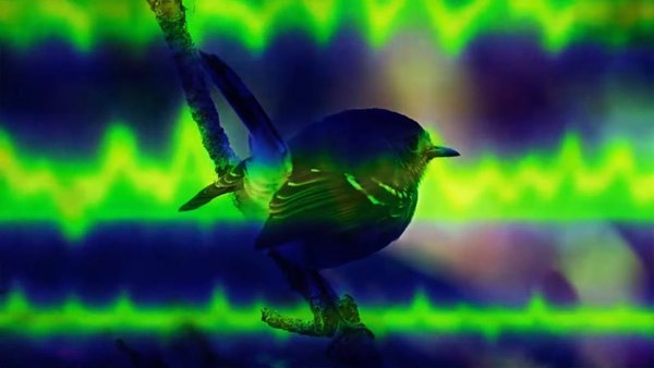Perch, el modelo de IA que analiza datos bioacústicos para ayudar a proteger especies en peligro de extinción