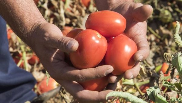 Los productores de tomate en Extremadura perderán unos 72,52 millones de euros en esta campaña, según La Unión