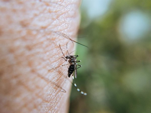 Extremadura confirma un caso asintomático de fiebre del Nilo Occidental, el primero en la región registrado en 2025
