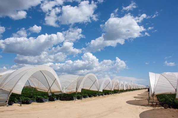 El Gobierno publica en el BOE la orden de bases que regula las ayudas a agricultores de Doñana