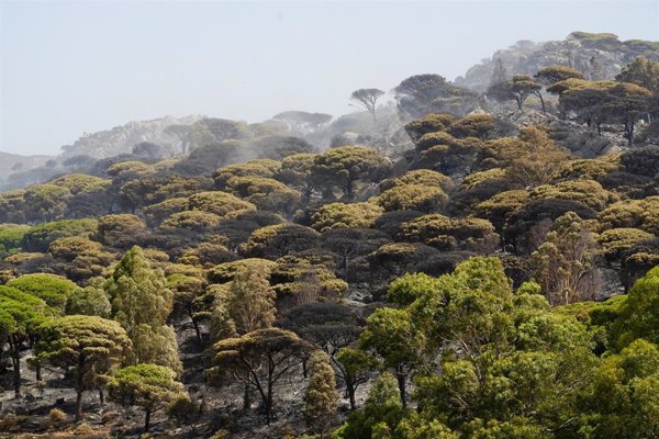 El incendio de Tarifa (Cádiz) deja 283 hectáreas afectadas, un 86% de matorral y zonas de pedreras