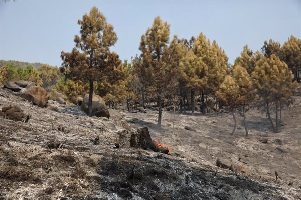 CyL declara la situación de alerta por riesgo de incendios forestales desde este sábado y hasta el miércoles