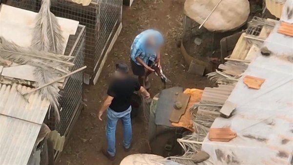 Investigan a cinco personas por cortar ilegalmente crestas a gallos de pelea en Tenerife