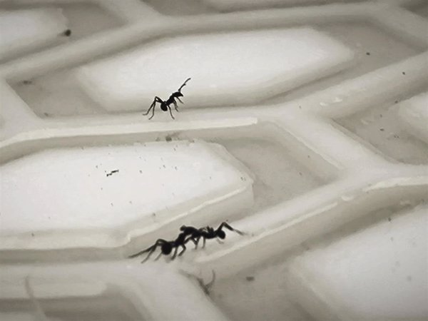 La eficiencia colectiva de hormigas reside en un 'cerebro líquido' o red de interacciones sin jerarquía, según estudio
