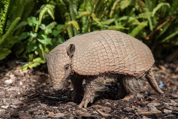 Los Selwos celebran las jornadas mundiales dedicadas a la importancia de conservar elefantes y armadillos