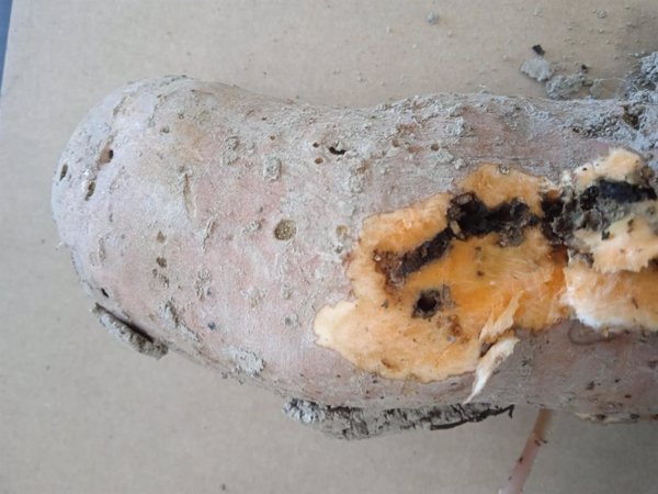 Asaja alerta que una plaga importada desde África amenaza la producción de boniato en la Vega Baja (Alicante)