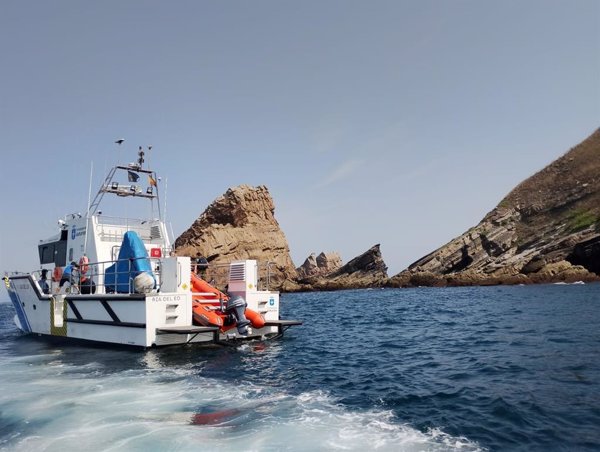 Asturias toma muestras de una decena de pollos de gaviota hallados muertos en la isla Herbosa (Asturias)