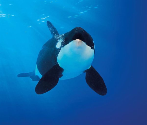 Científicos canarios consiguen avanzar en el estudio del sistema hormonal de las orcas conociendo su regulación