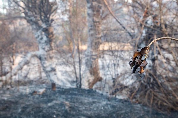 La protectora Burrolandia confirma que ha podido salvar a casi todos los animales tras incendio en Tres Cantos (Madrid)