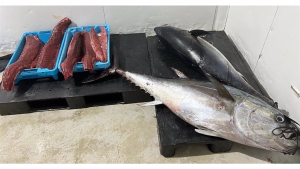 Cataluña decomisa 130 kilos de atún rojo procedentes de la pesca recreativa