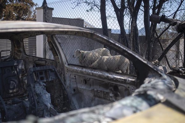 Asaja, tras los incendios que asolan España, defiende a la ganadería extensiva como cortafuego natural