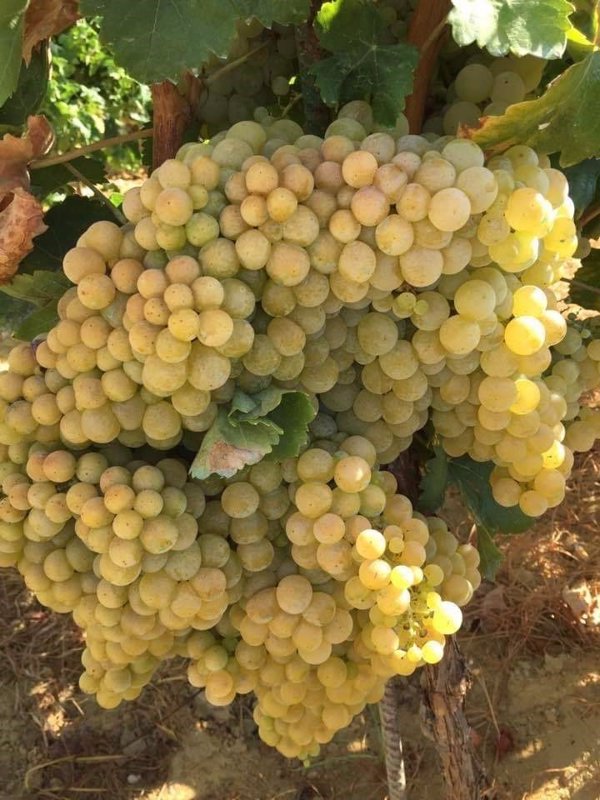 La DOP Condado de Huelva estima entre un 60% y un 70% la pérdida de cosecha de uva temprana por el mildiu