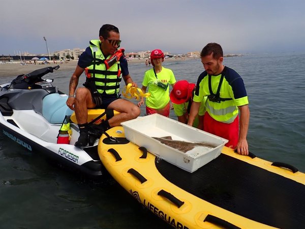 Liberan en el mar un ejemplar de tiburón ángel tras quedar atrapado en artes de pesca en La Línea (Cádiz)