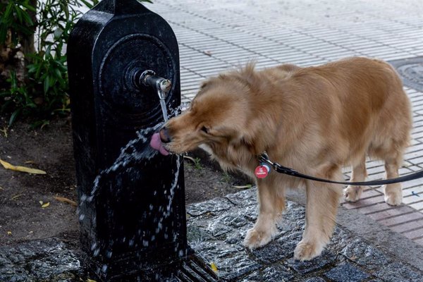 Las mascotas sufren menos golpes de calor gracias a la mayor concienciación de la población