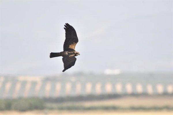 La Junta libera en Sevilla un ejemplar de aguilucho cenizo recuperado en el CREA de San Jerónimo