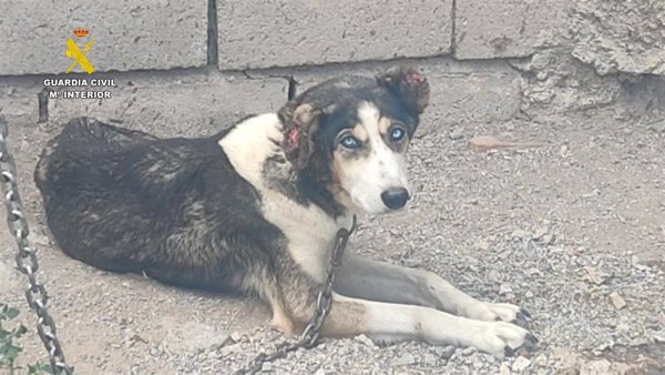 Dos investigados por maltrato animal a 17 perros y diez équidos en una finca de Güéjar Sierra (Granada)